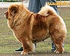 maximize red chow-chow
