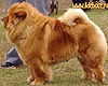 maximize red chow-chow