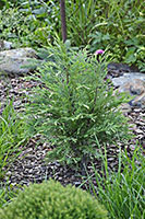 Chamaecyparis lawsoniana Globosa (False cypresse)