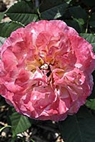 rose Augusta Luise