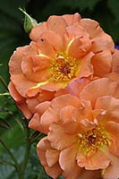 rose Westerland