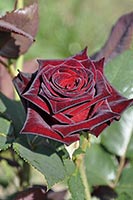 rose Black Baccara