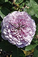 rose Lavender Ice