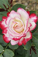 rose Jubile du Prince de Monaco