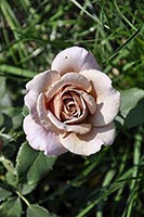 rose Koko Loco