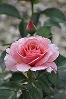 rose Tickled Pink