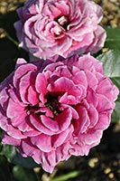 rose Kronenbourg