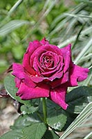 rose Big Purple