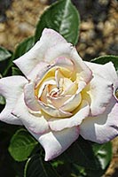 rose Anna