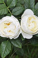 rose Uetersener Klosterrose