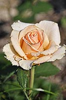 rose Versilia