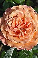 rose Belvedere