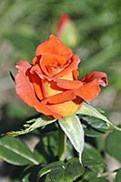rose Monika