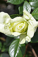 rose Elfe green