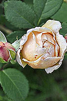 rose Charles Darwin