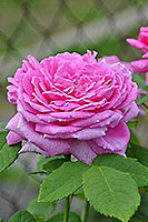 rose English lady