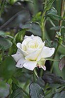 rose Uillow Melandina