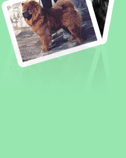 Chow chow kennel Russia IL DE BOTE