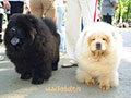 Chow-chow at the dog-show