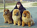 Chow-chow picture