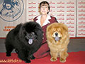 Chow-chow picture