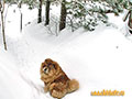 Chow-chow in the snow