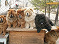 Chow-chow kennel
