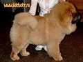 Chow-chow puppie picture