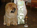 Chow-chow puppie picture