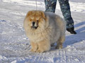 Chow-chow kennel Russia