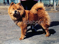 Dog chow chow photo of chow chow kennel Russia IL DE BOTE Khabarovsk