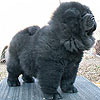 chow-chow puppy