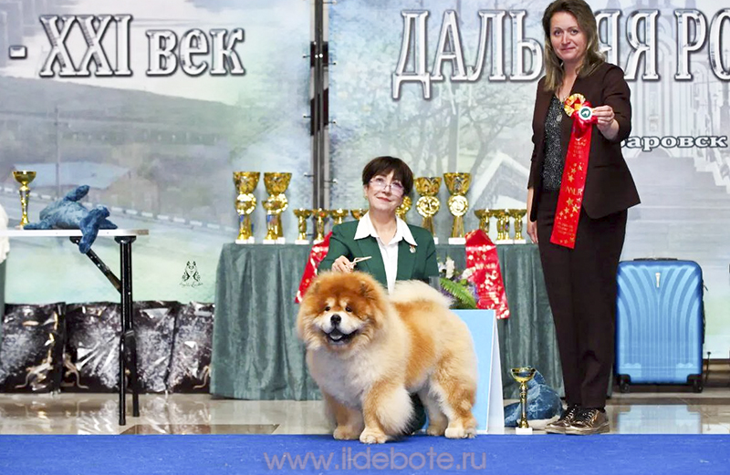 чау-чау Са-Коу Джинджер Вайсрой в Хабаровске чау-чау Са-Коу Джинджер Вайсрой в Хабаровске