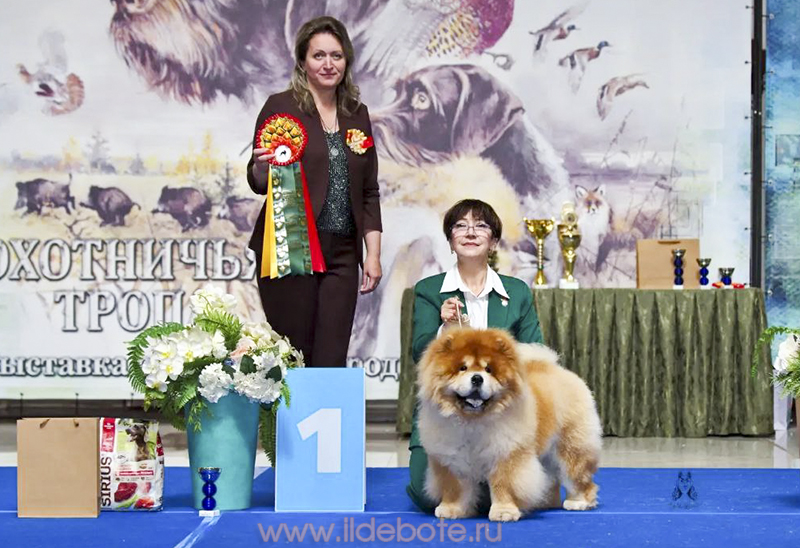 чау-чау Са-Коу Джинджер Вайсрой в Хабаровске чау-чау Са-Коу Джинджер Вайсрой в Хабаровске